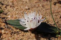 Massonia tenella