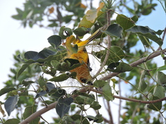 Icterus auratus