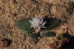 Massonia tenella