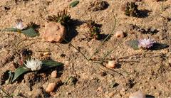 Massonia tenella