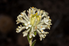 Pimelea octophylla