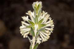 Pimelea octophylla
