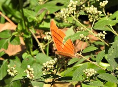 Marpesia petreus