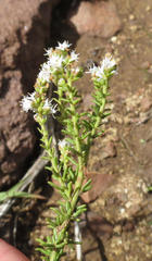 Selago speciosa