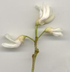 Craibia zimmermannii