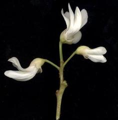 Craibia zimmermannii