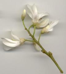 Craibia zimmermannii