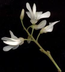 Craibia zimmermannii