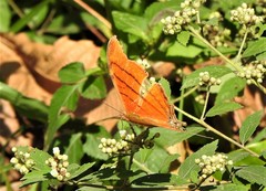 Marpesia petreus