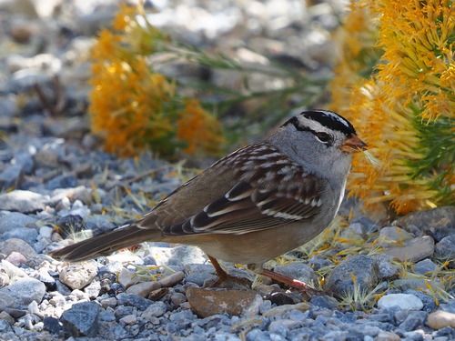 White-crowned Sparrow photographed in Nevada