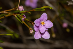 Boronia filifolia