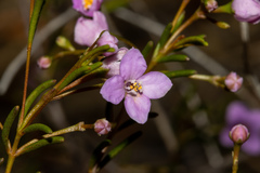 Boronia filifolia