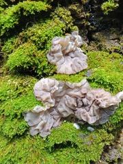 Auricularia mesenterica