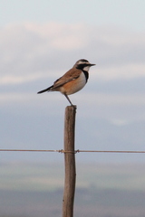 Oenanthe pileata pileata