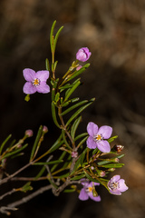 Boronia filifolia