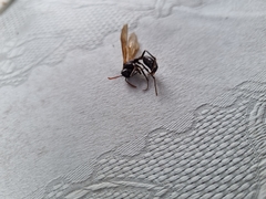 Vespidae