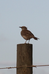 Certhilauda curvirostris brevirostris