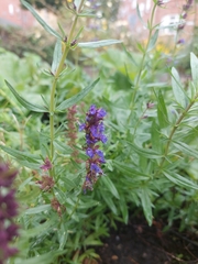 Hyssopus officinalis