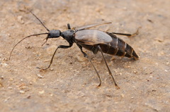 Vesperus xatarti
