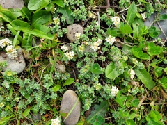Pimelea urvilleana