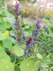Hyssopus officinalis