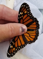 Danaus plexippus