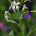 Wild Radish - Photo (c) Juan Miguel Cancino, some rights reserved (CC BY-NC), uploaded by Juan Miguel Cancino