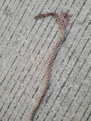 Pseudelaphe flavirufa