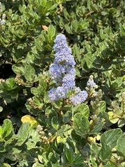 Ceanothus foliosus