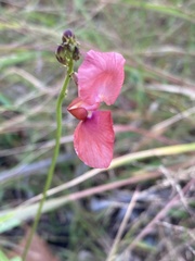 Macroptilium gibbosifolium