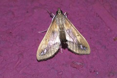 Diaphania fumosalis