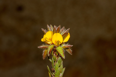 Pultenaea trinervis