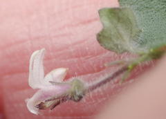 Lobelia ardisiandroides