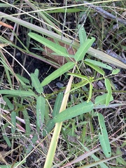 Macroptilium gibbosifolium