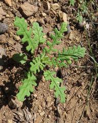 Senecio subrubriflorus