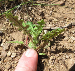 Senecio subrubriflorus