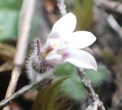 Lobelia ardisiandroides