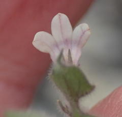 Lobelia ardisiandroides