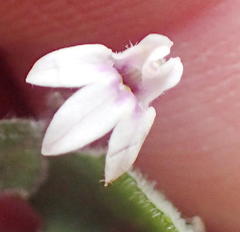 Lobelia ardisiandroides