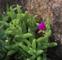 Trichodiadema rogersiae