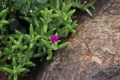 Trichodiadema rogersiae