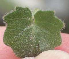 Lobelia ardisiandroides