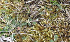 Lobelia ardisiandroides