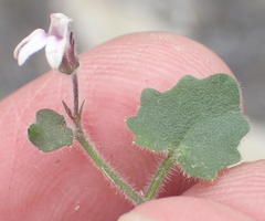 Lobelia ardisiandroides