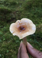 Hygrophorus discoideus