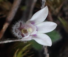 Lobelia ardisiandroides