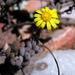 Othonna aeonioides Dinter