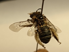 Melissodes tristis