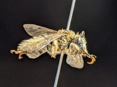 Melissodes tristis