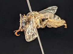 Melissodes tristis